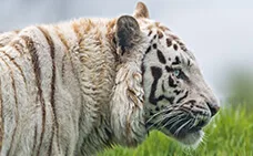 single image post title here - kaiyun